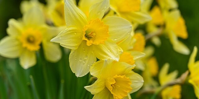 wild daffodils, daffodils, yellow daffodils
